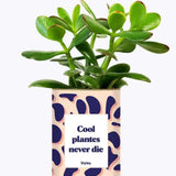 Cool plantes never die - Plante Crassula varié