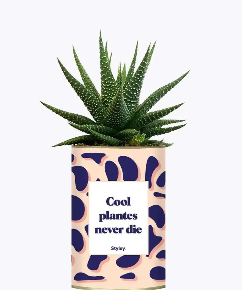 Cool plantes never die - Plante Haworthia varié