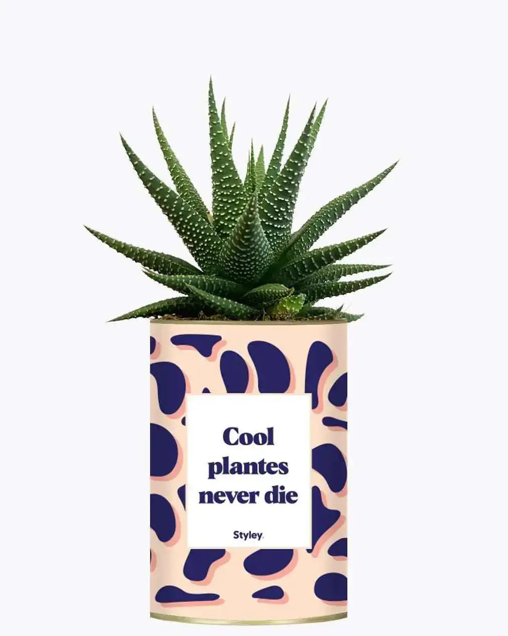 Cool plantes never die - Plante Haworthia varié