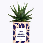 Cool plantes never die - Plante Haworthia varié