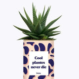 Cool plantes never die - Plante Haworthia varié