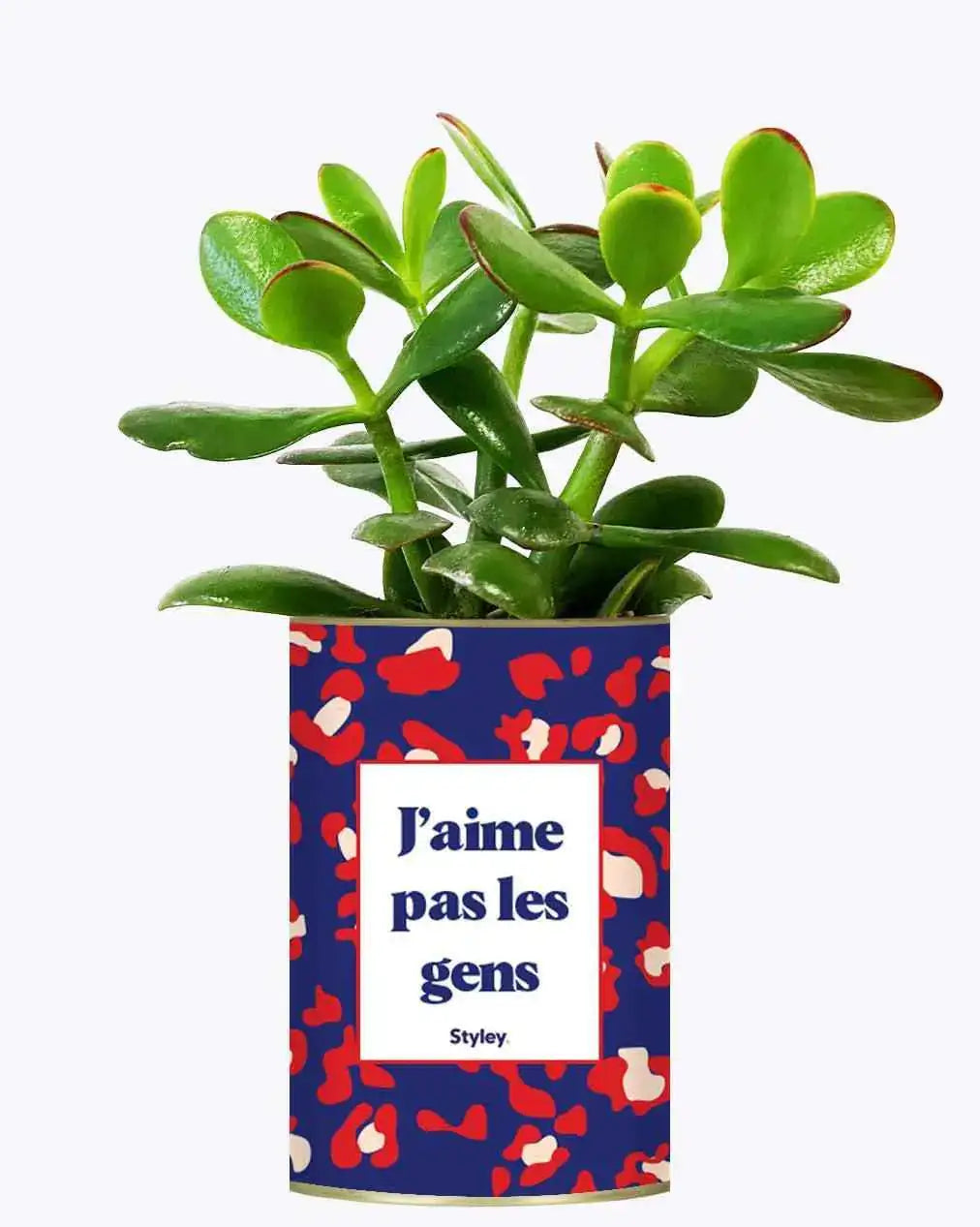 J'aime pas les gens - Plante Crassula varié
