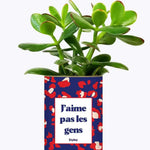 J'aime pas les gens - Plante Crassula varié
