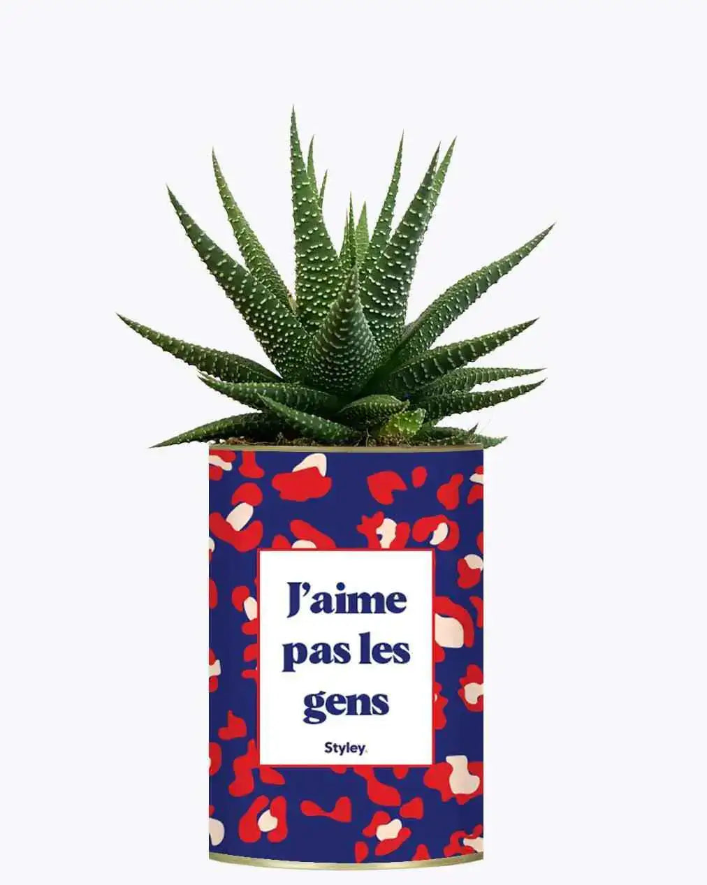 J'aime pas les gens - Plante Haworthia varié