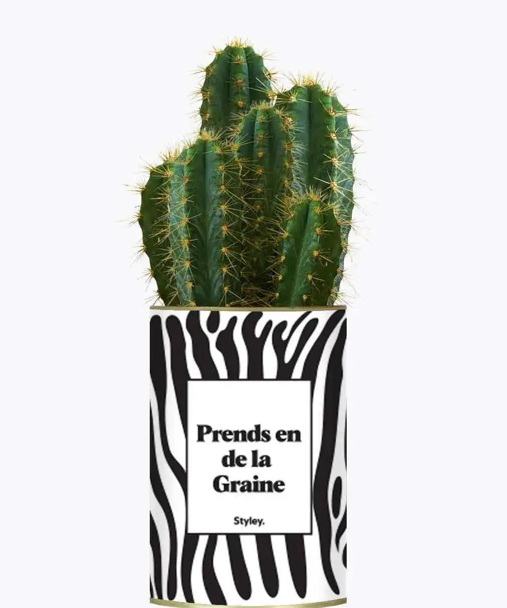 Prends en de la Graine - Plante Cactus varié