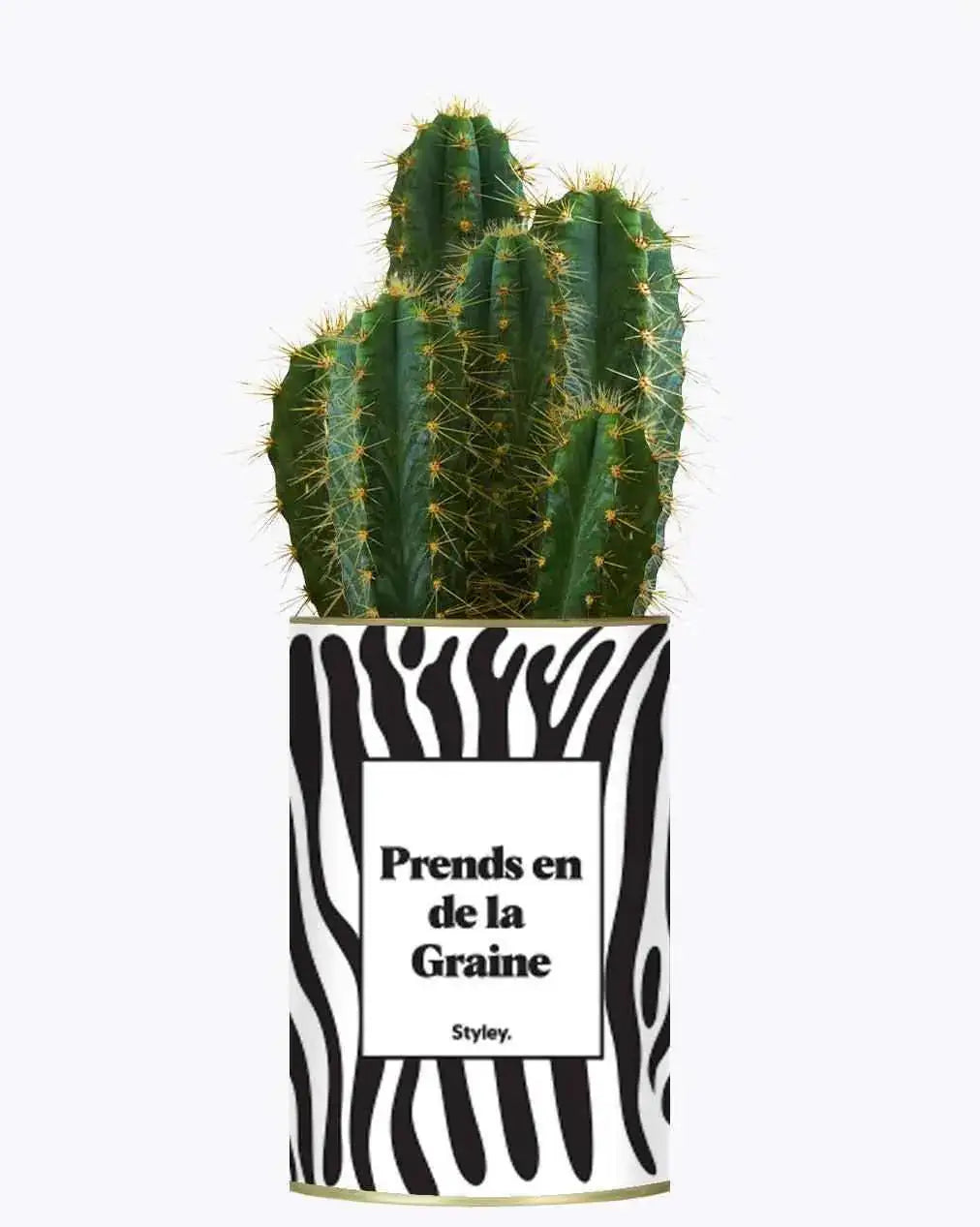 Prends en de la Graine - Plante Cactus varié