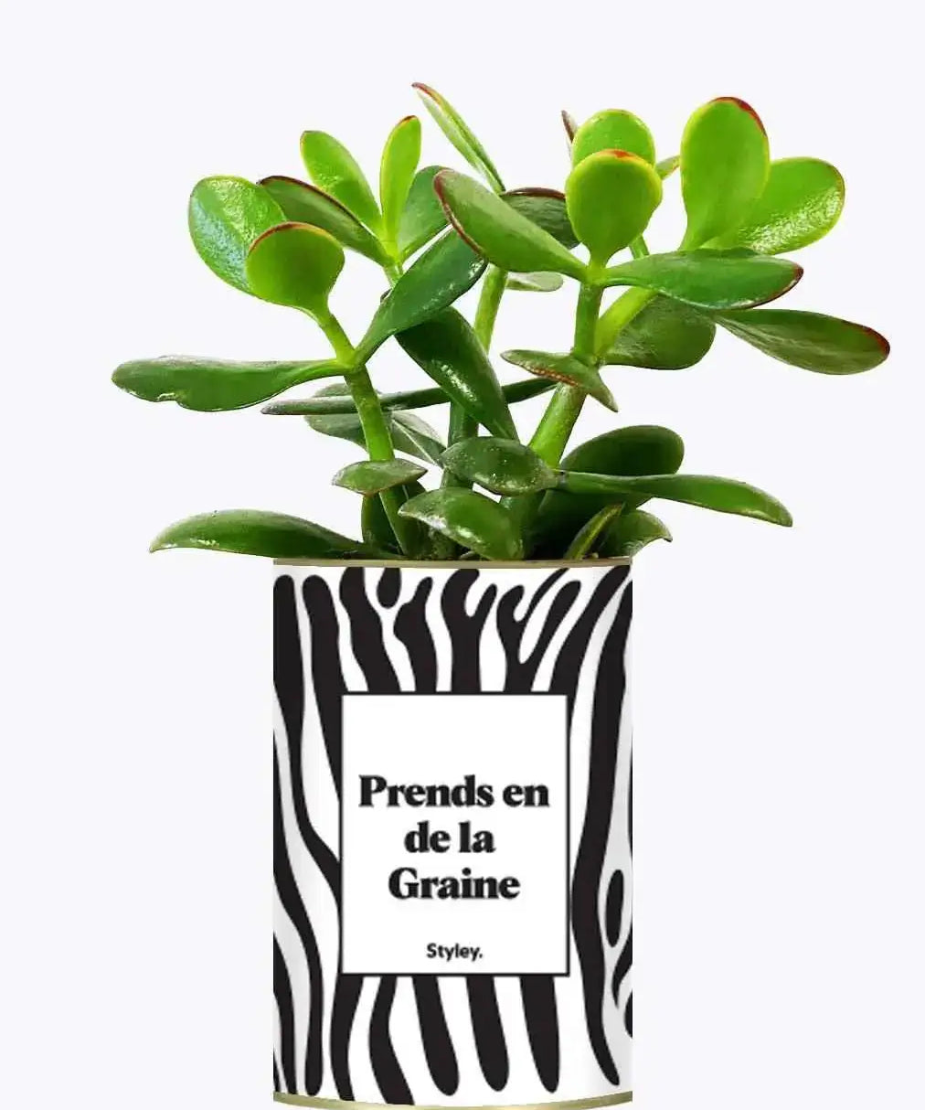 Prends en de la Graine - Plante Crassula varié