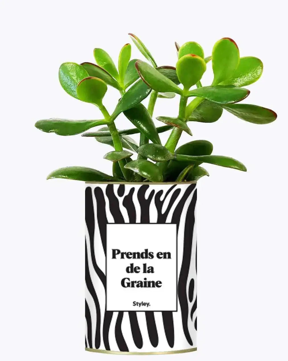 Prends en de la Graine - Plante Crassula varié
