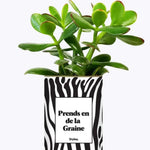 Prends en de la Graine - Plante Crassula varié