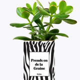 Prends en de la Graine - Plante Crassula varié