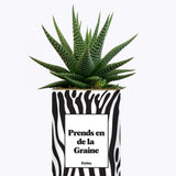 Prends en de la Graine - Cactus