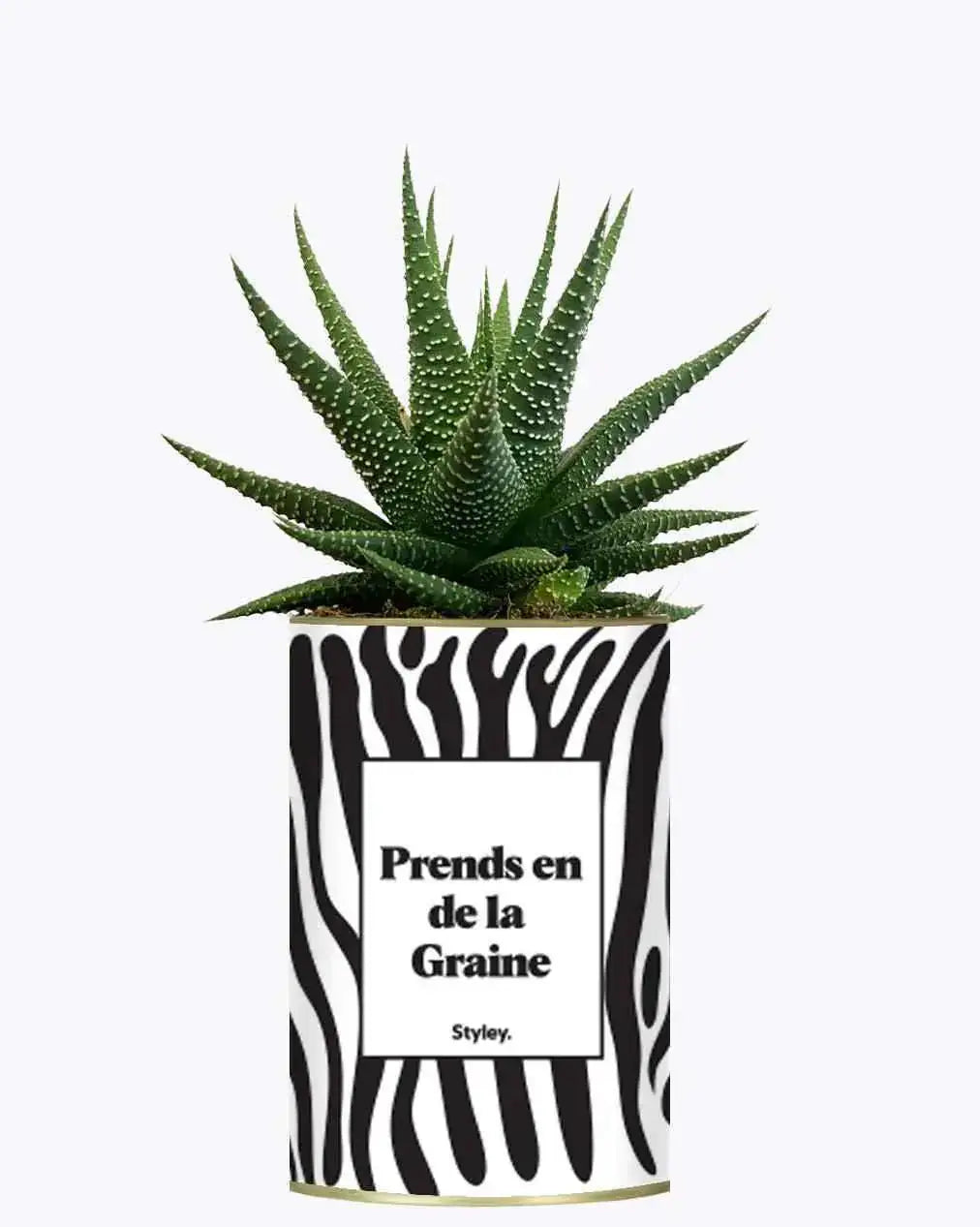Prends en de la Graine - Plante