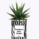 Prends en de la Graine - Plante