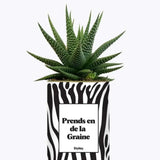 Prends en de la Graine - Plante