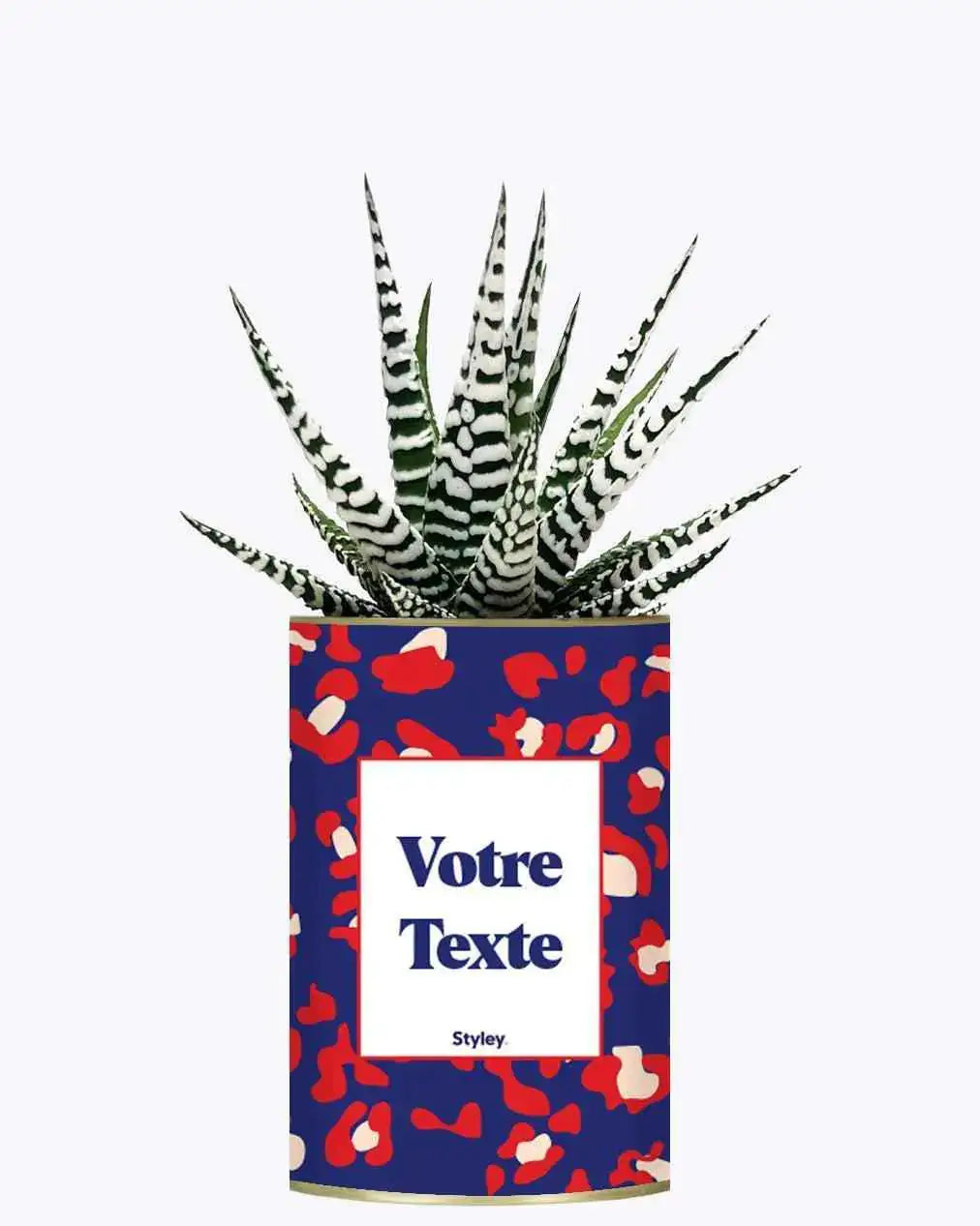 Cactus Lison - Plante Personnalisable