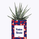Cactus Lison - Plante Personnalisable