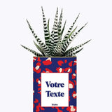 Cactus Lison - Plante Personnalisable