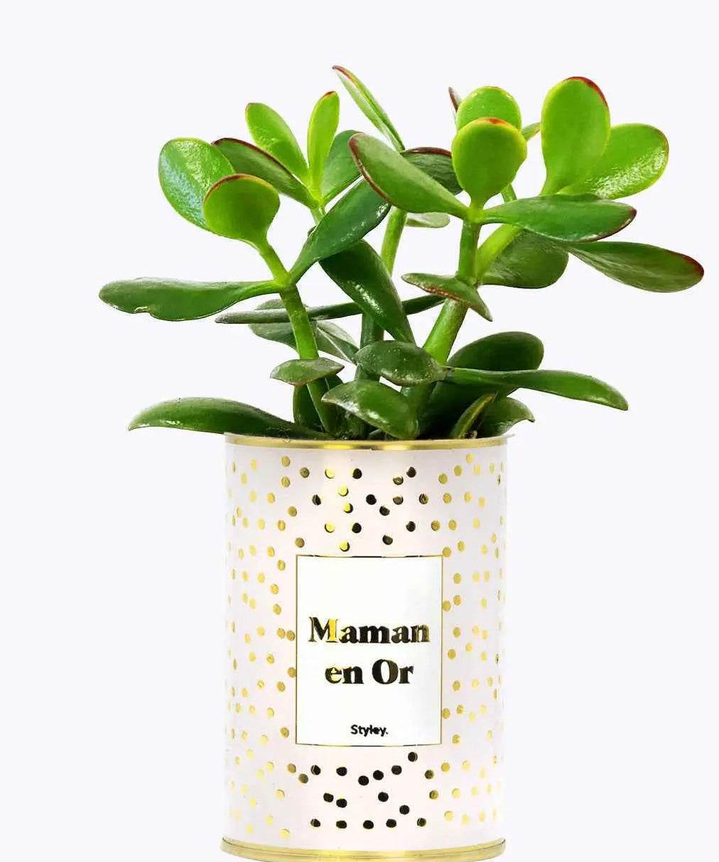 Maman en Or - Plante- Finition dorée Crassula varié
