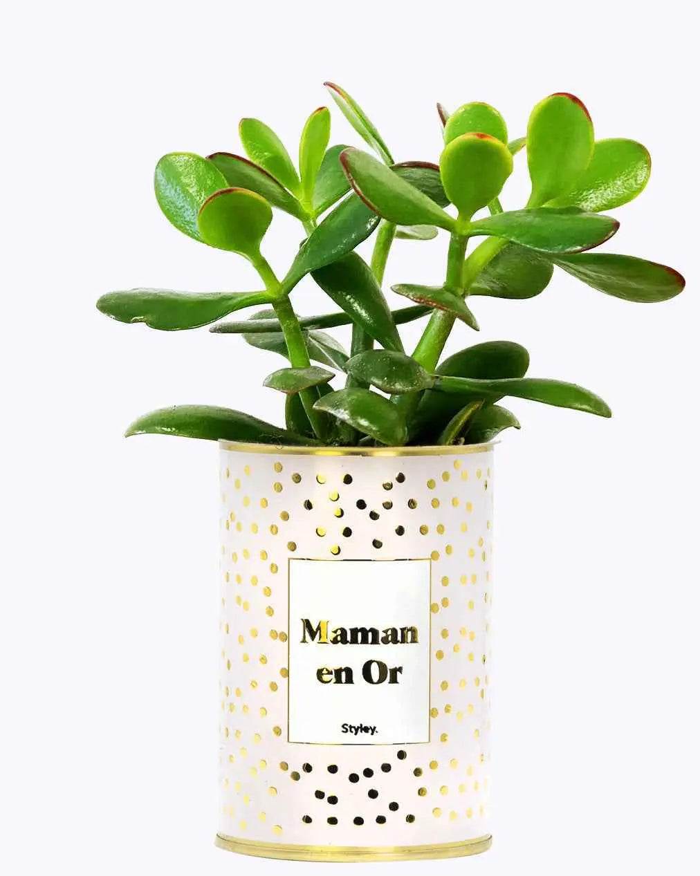 Maman en Or - Plante- Finition dorée Crassula varié