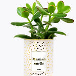 Maman en Or - Plante- Finition dorée Crassula varié