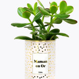 Maman en Or - Plante- Finition dorée Crassula varié