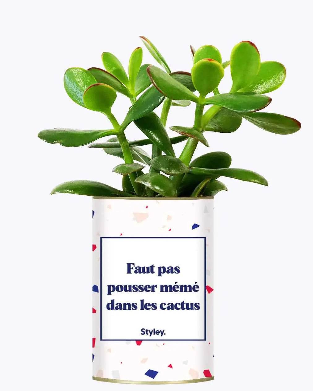 Faut pas pousser mémé dans les cactus - Plante Crassula varié