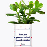 Faut pas pousser mémé dans les cactus - Plante Crassula varié