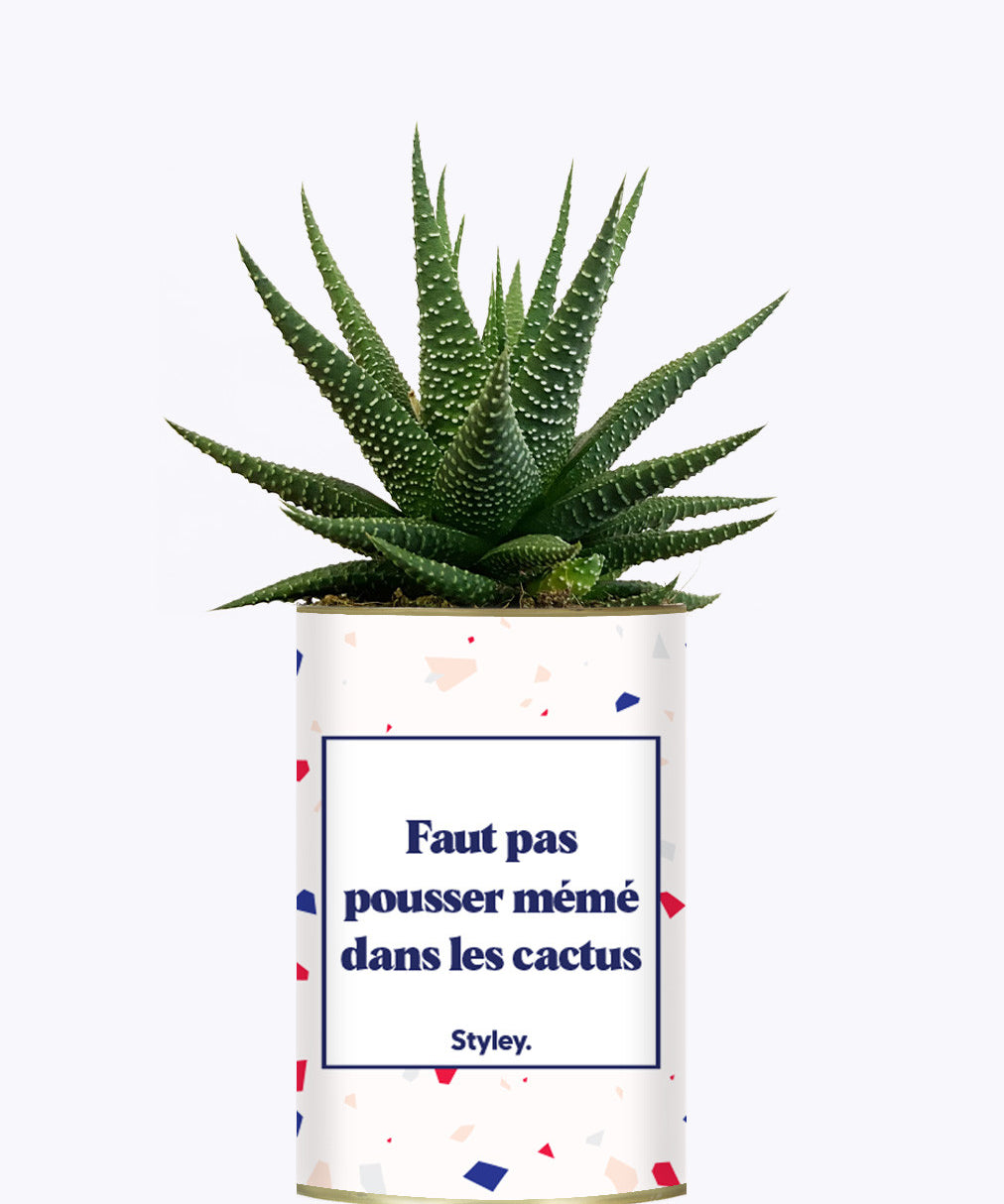 Faut pas pousser mémé dans les cactus - Cactus