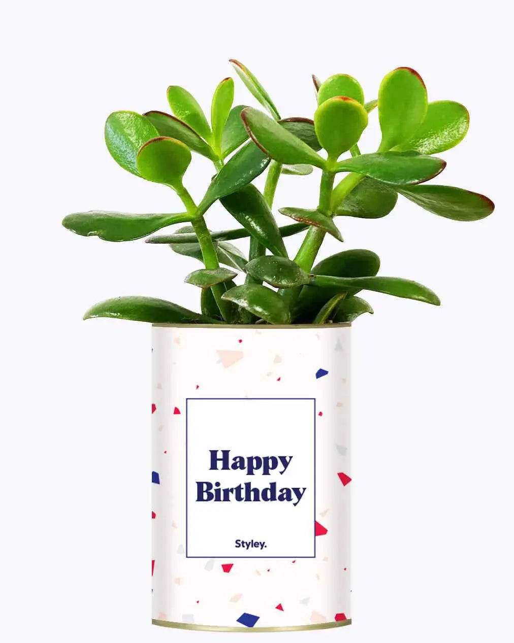 Happy Birthday - Plante Crassula varié