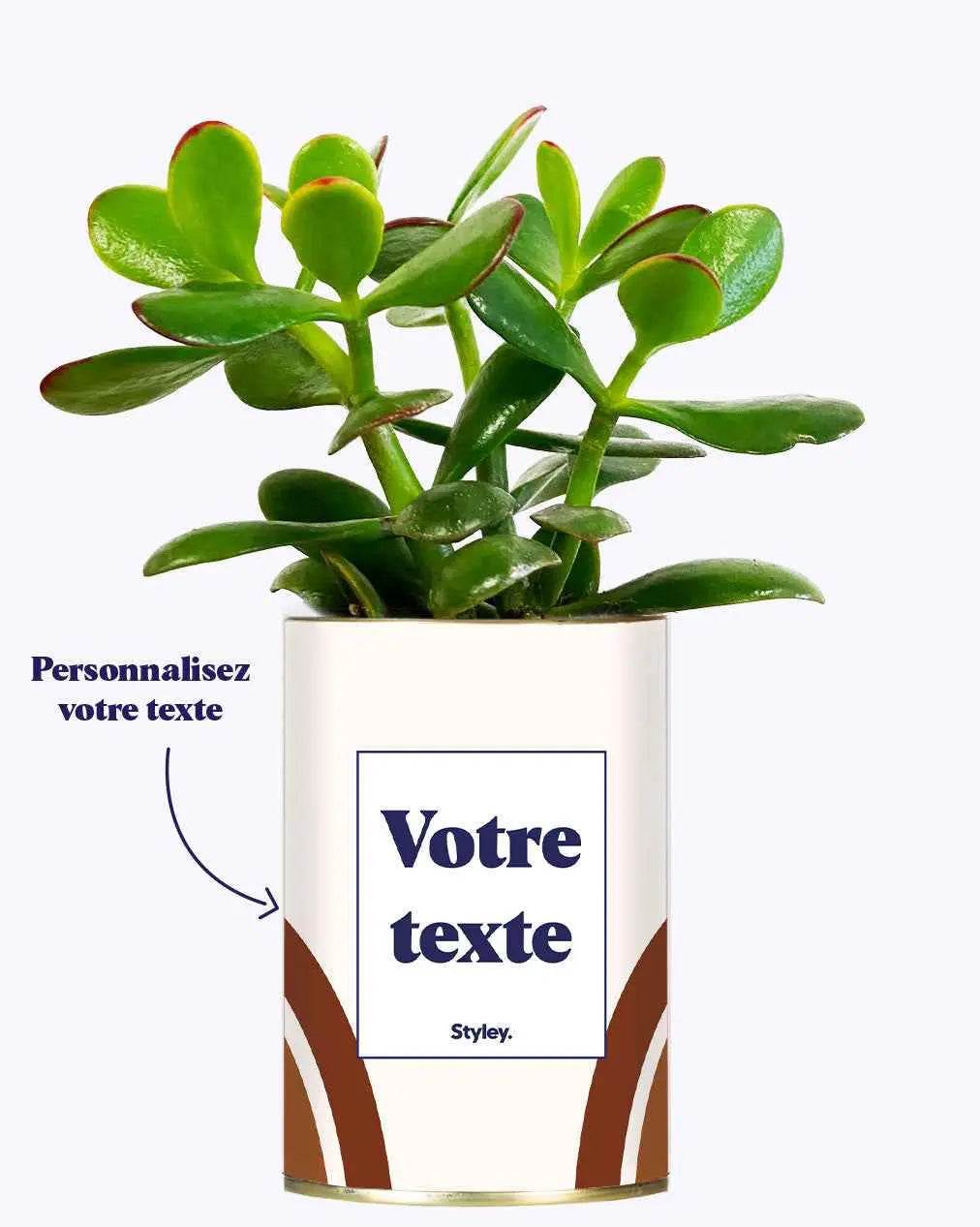 Arc - Plante personnalisable Crassula varié