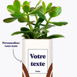 Arc - Plante personnalisable Crassula varié