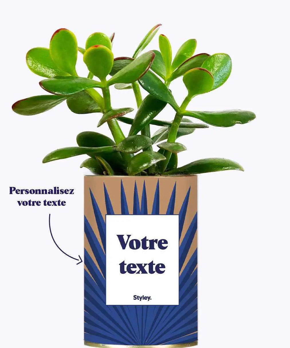 Grande Palme - Plante personnalisable Crassula varié