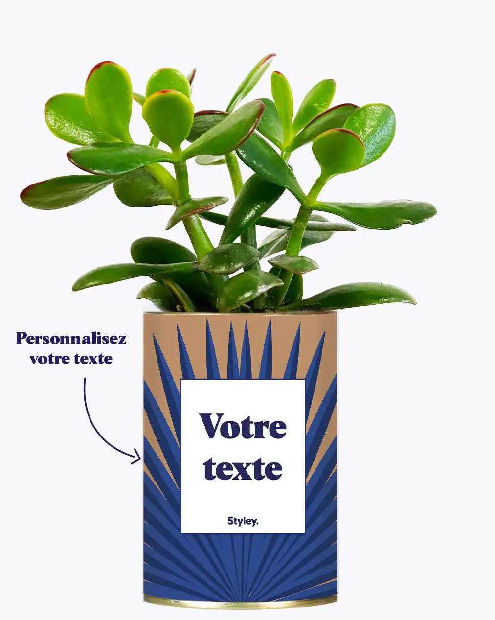 Grande Palme - Plante personnalisable Crassula varié