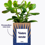 Grande Palme - Plante personnalisable Crassula varié
