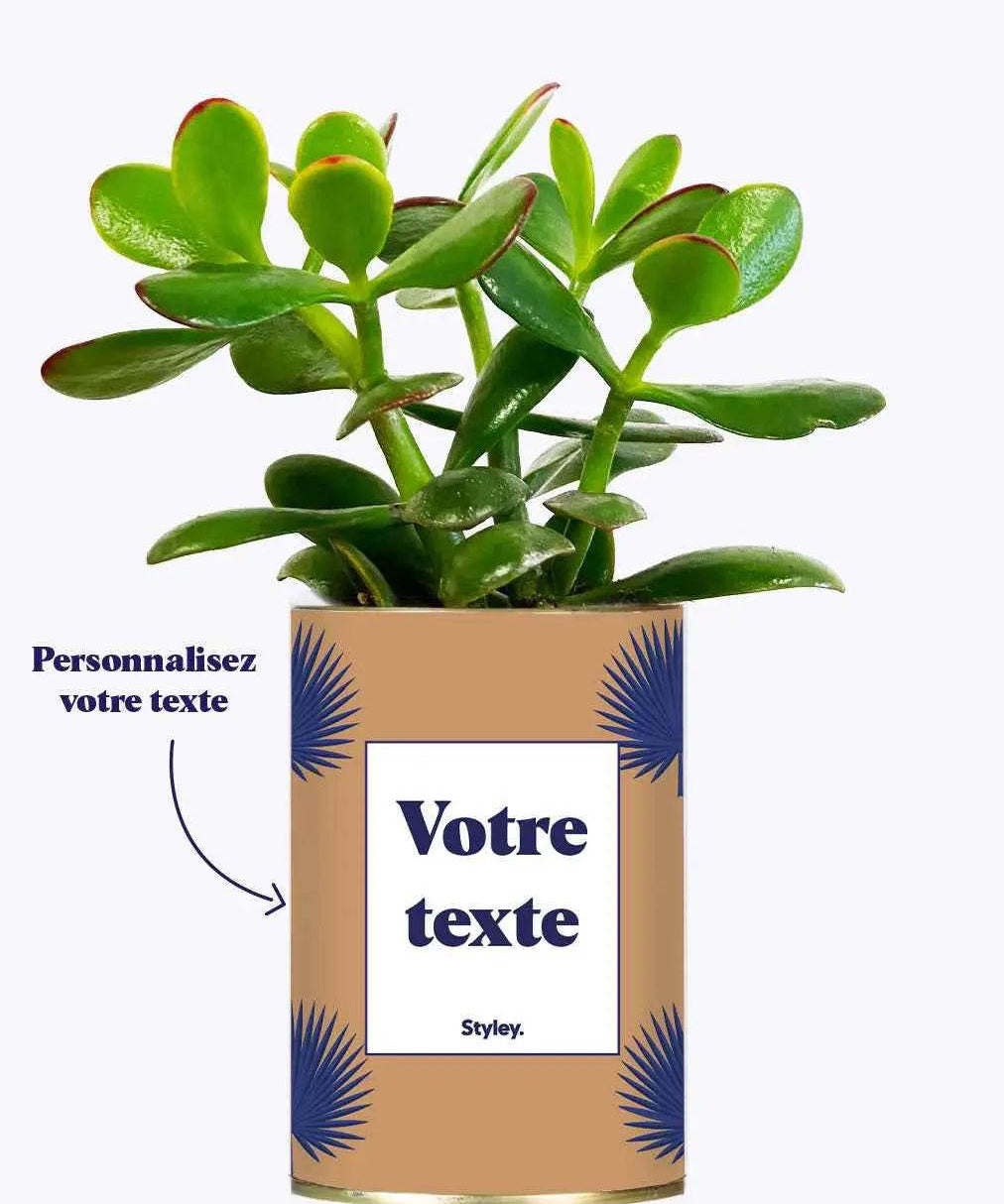 Petite Palme - Plante personnalisable Crassula varié