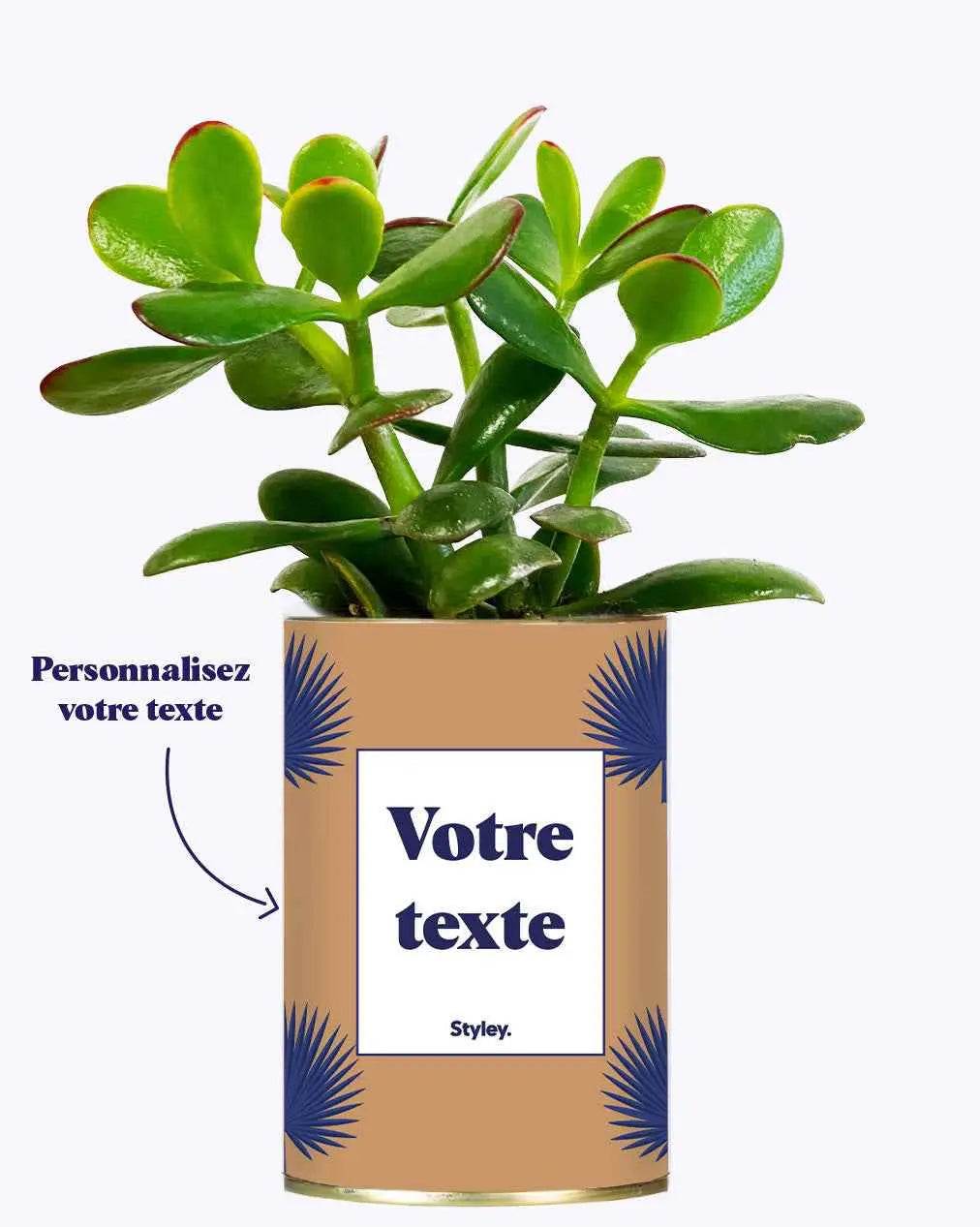 Petite Palme - Plante personnalisable Crassula varié