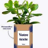 Petite Palme - Plante personnalisable Crassula varié