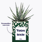 Pattern vert - Plante personnalisable Haworthia varié