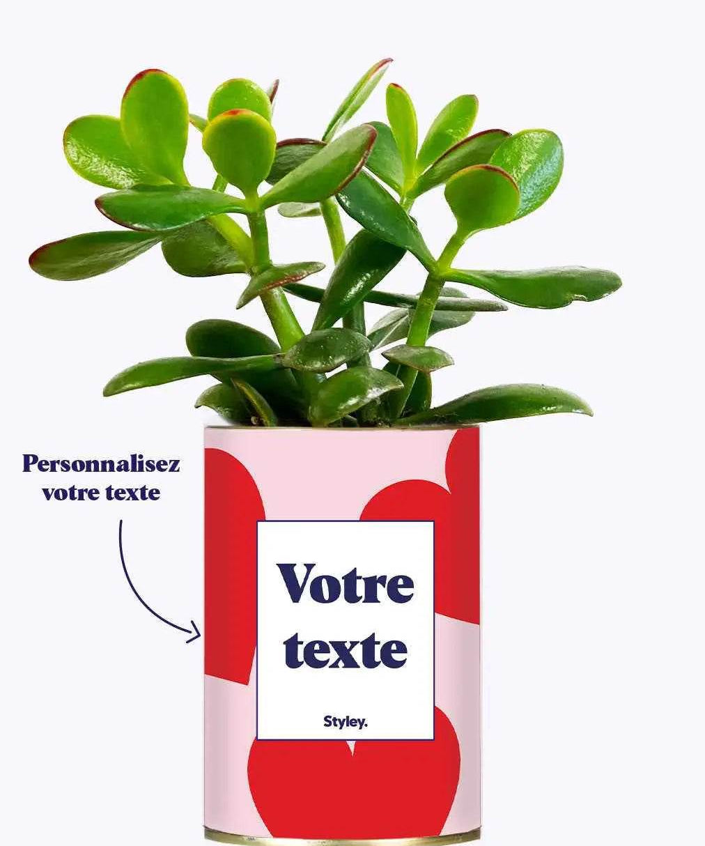 Beauté - Plante personnalisable Crassula varié