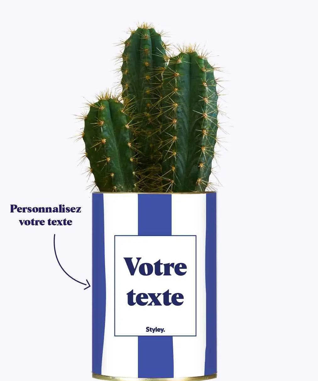 Rayures bleues - Plante personnalisable Cactus varié