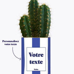 Rayures bleues - Plante personnalisable Cactus varié