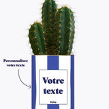 Rayures bleues - Plante personnalisable Cactus varié