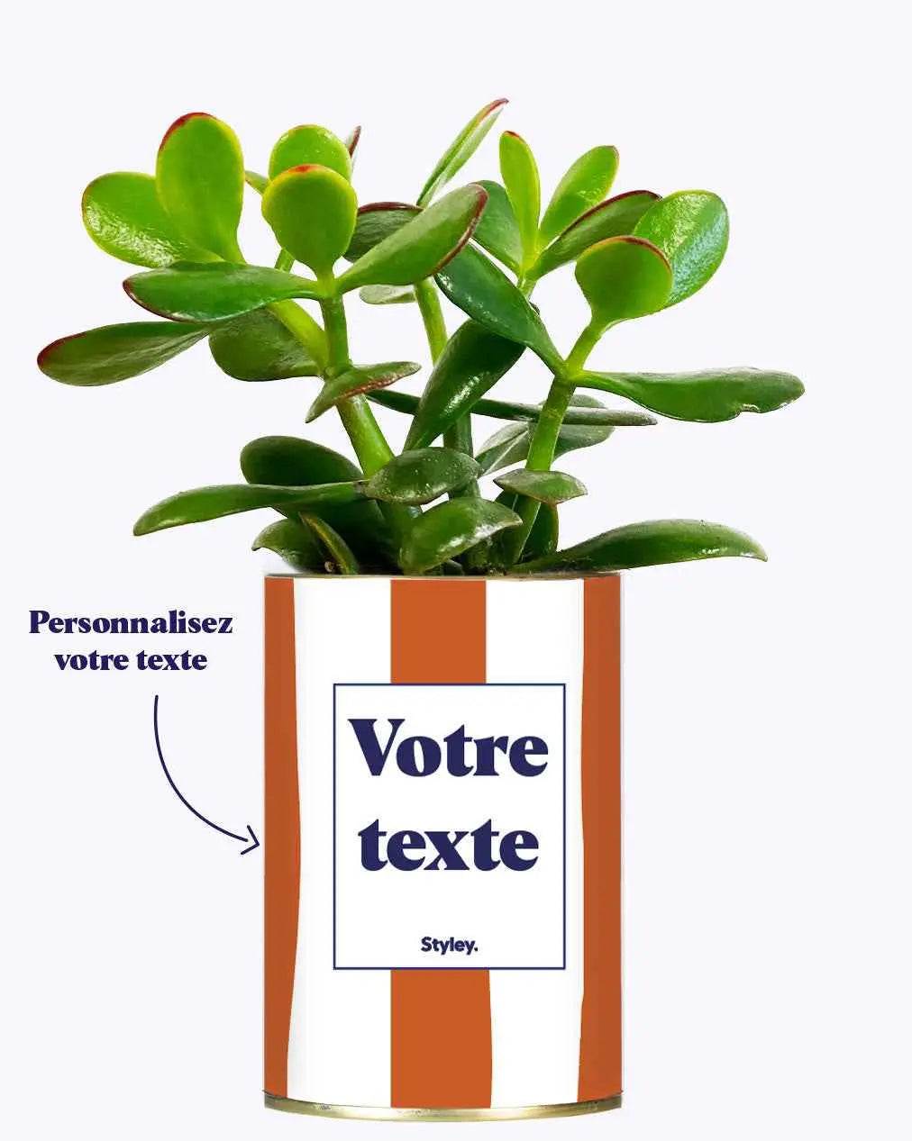 Rayures Terracotta - Plante personnalisable Crassula varié