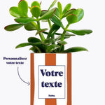 Rayures Terracotta - Plante personnalisable Crassula varié