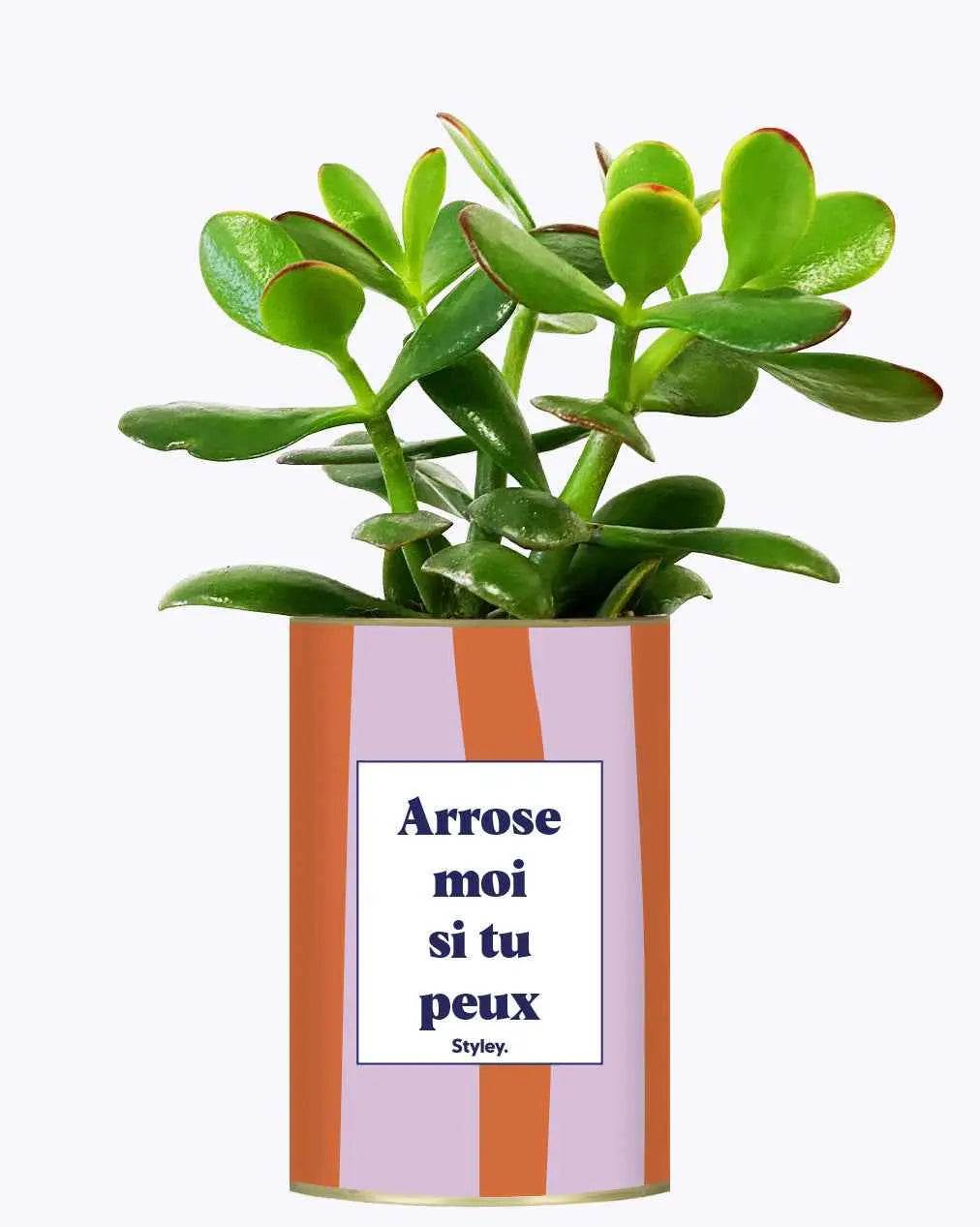 Arrose moi si tu peux - Plante Crassula varié