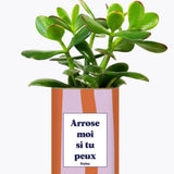 Arrose moi si tu peux - Plante Crassula varié