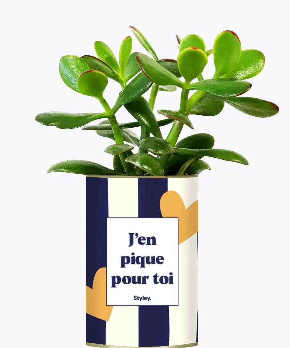 J'en pique pour toi - Plante Crassula varié