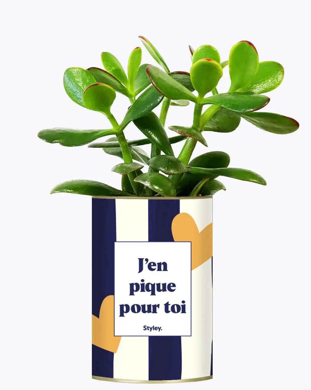 J'en pique pour toi - Plante Crassula varié