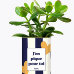 J'en pique pour toi - Plante Crassula varié