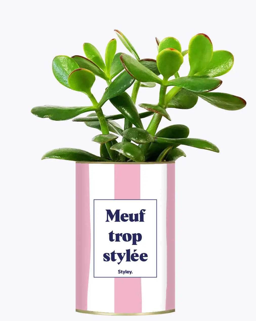 Meuf trop stylée - Plante Crassula varié